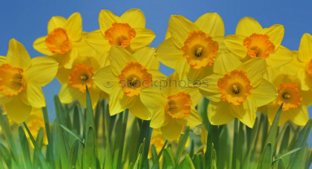 Similar – Daffodil flowers