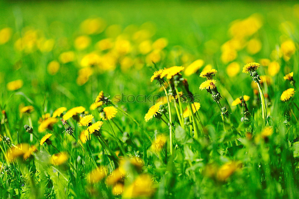 Similar – Image, Stock Photo summer feeling