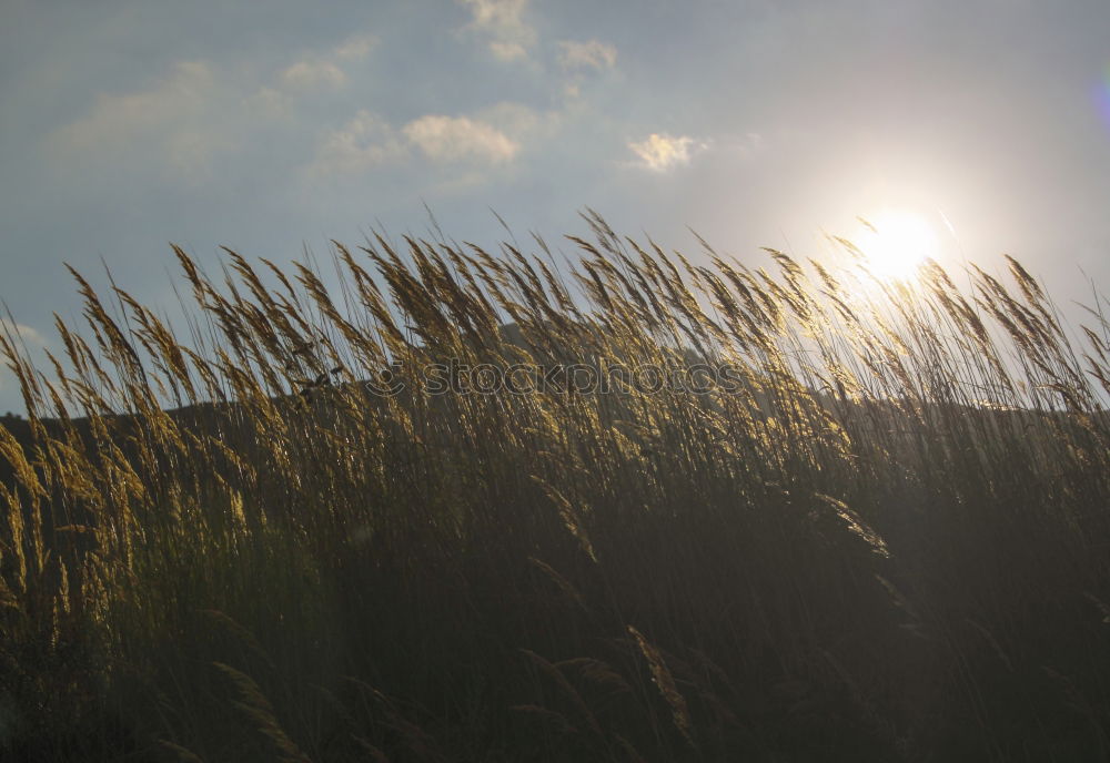 Similar – vast country Grass