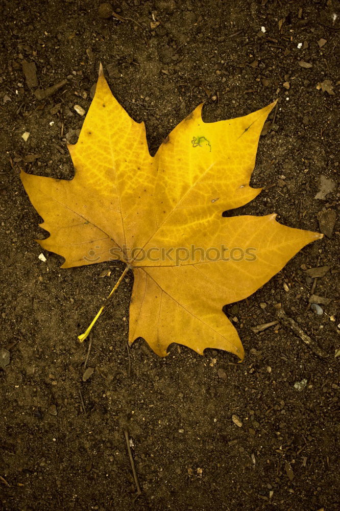 Similar – Image, Stock Photo autumn day Water lentil