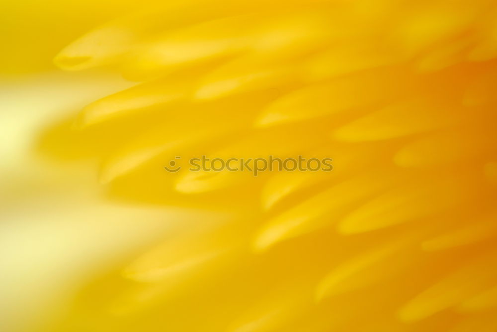 Similar – Image, Stock Photo daisy Flower Goose Yellow