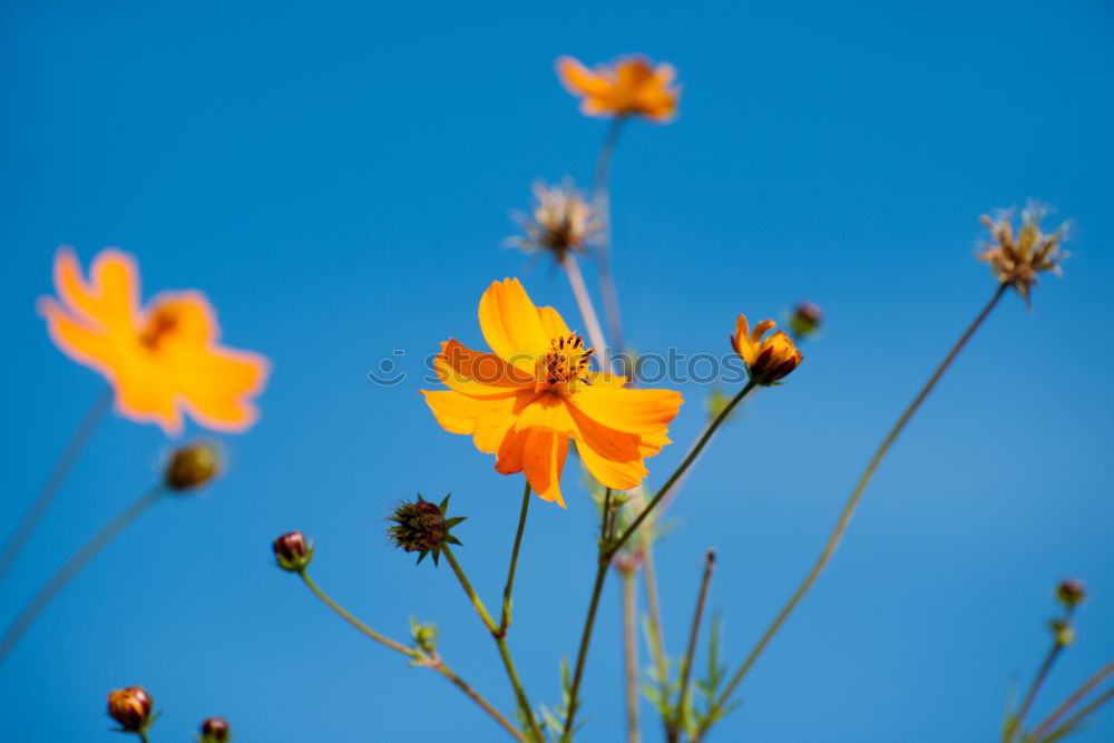 Similar – Foto Bild Flammende Blüten Natur