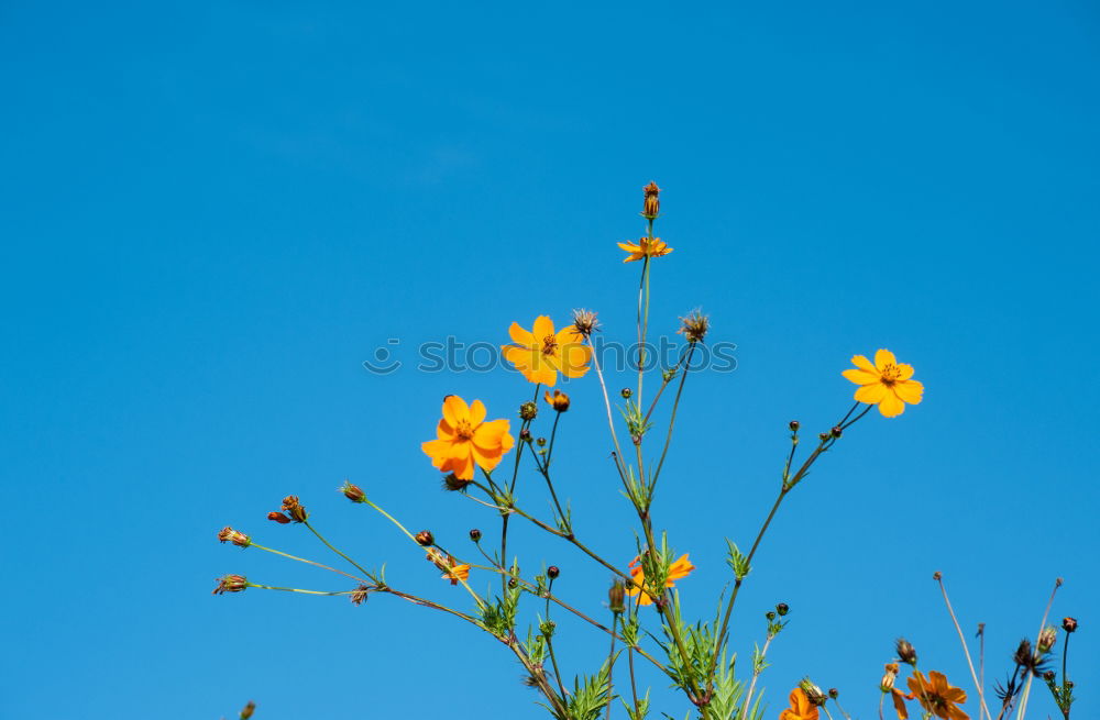 Image, Stock Photo buttercup Meadow Summer