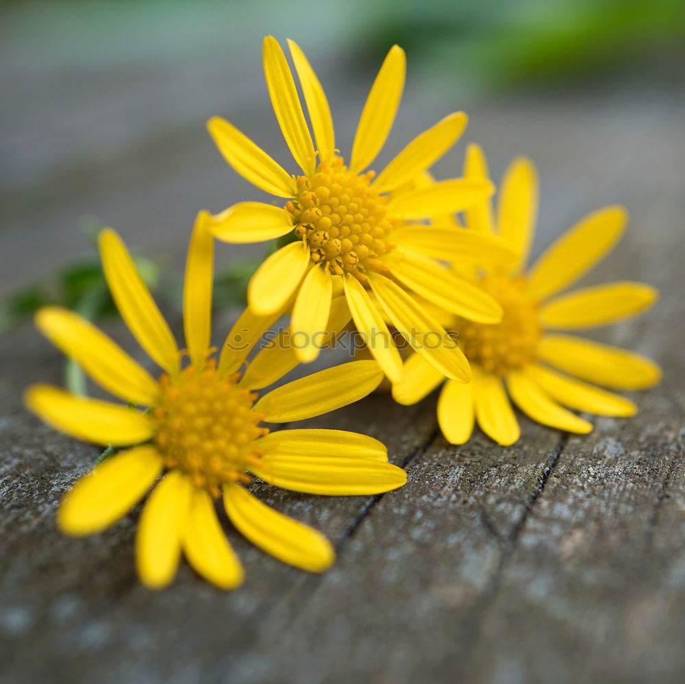 Similar – Image, Stock Photo 20.04.09 Plant Flower