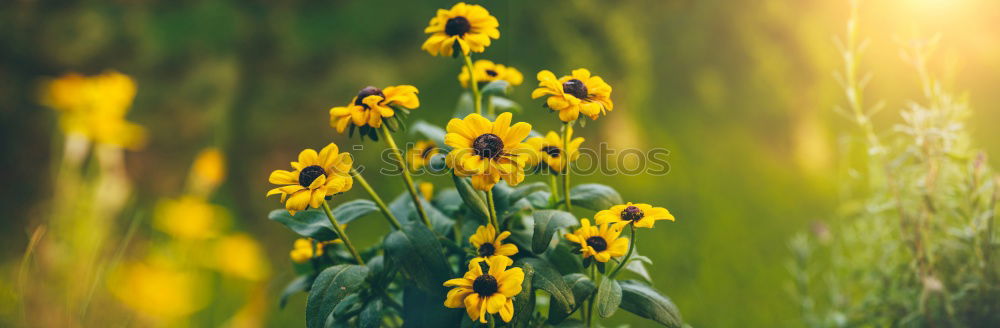 Image, Stock Photo summer feeling