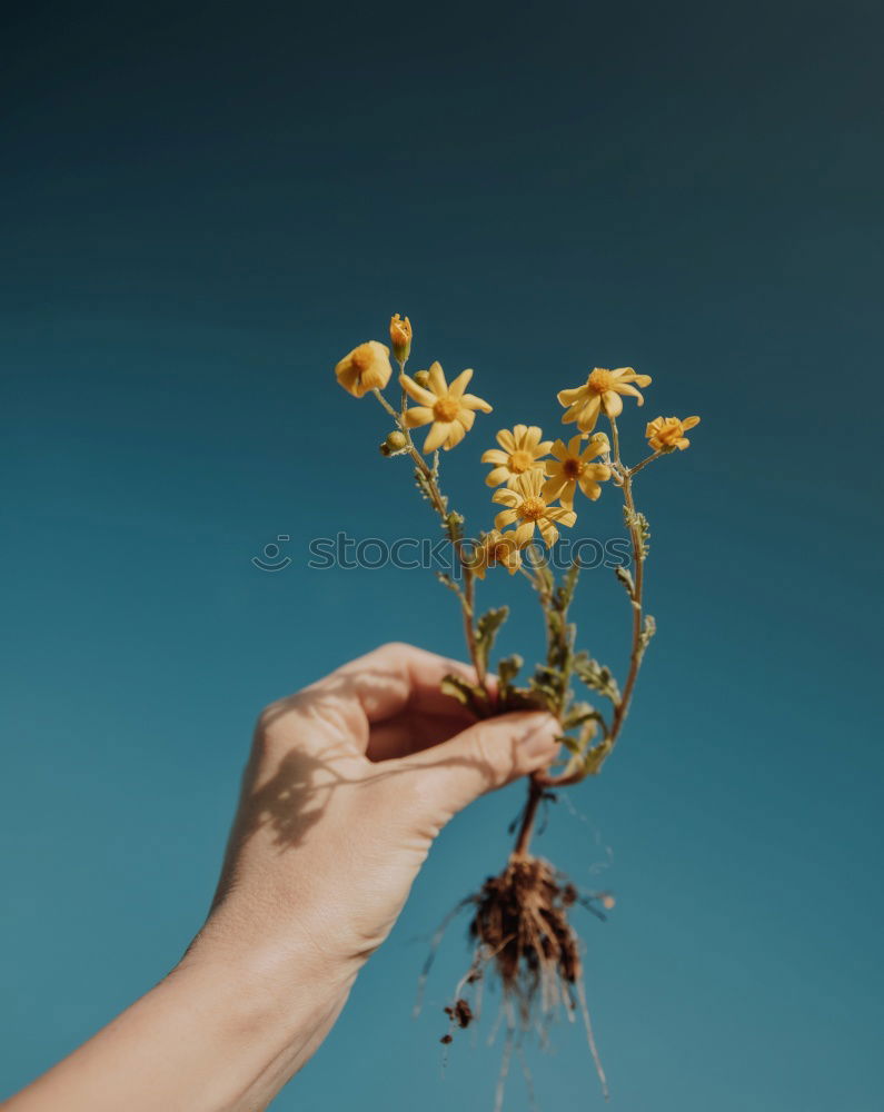 Similar – Female hands make autumn flowers decoration