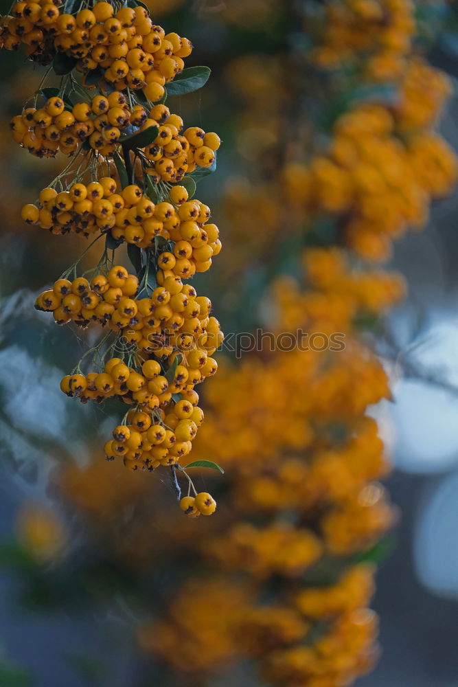 Similar – Image, Stock Photo sea buckthorn branch