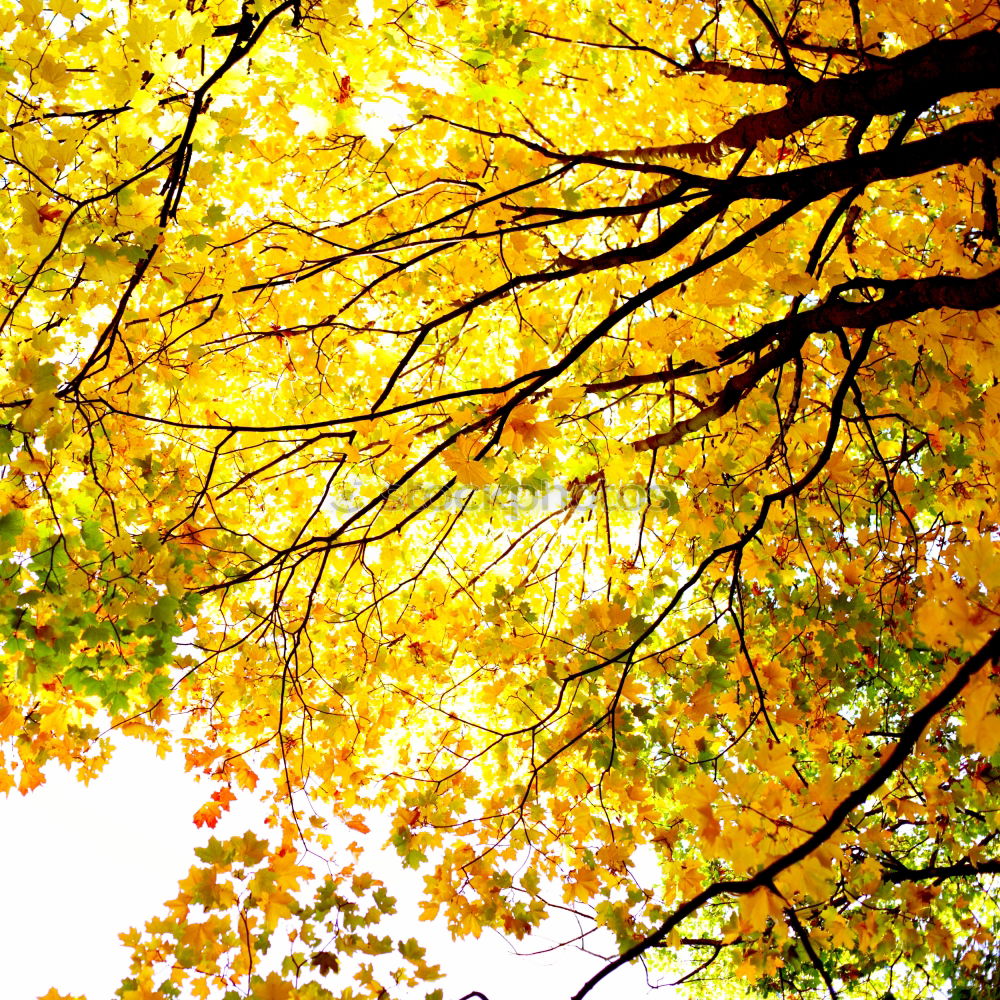 Similar – yellow tree Tree Autumn