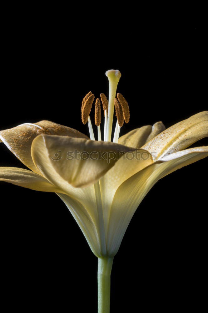 Similar – Aufgehende Tulpe vor dunklem Hintergrund