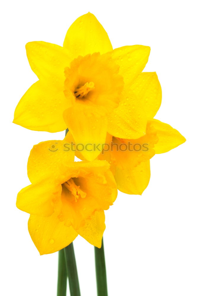 Similar – Daffodil flowers