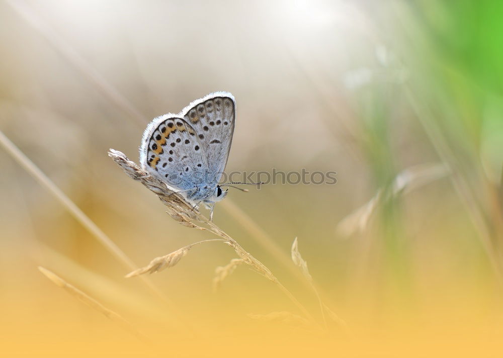 Similar – Image, Stock Photo foggy grey Nature Summer