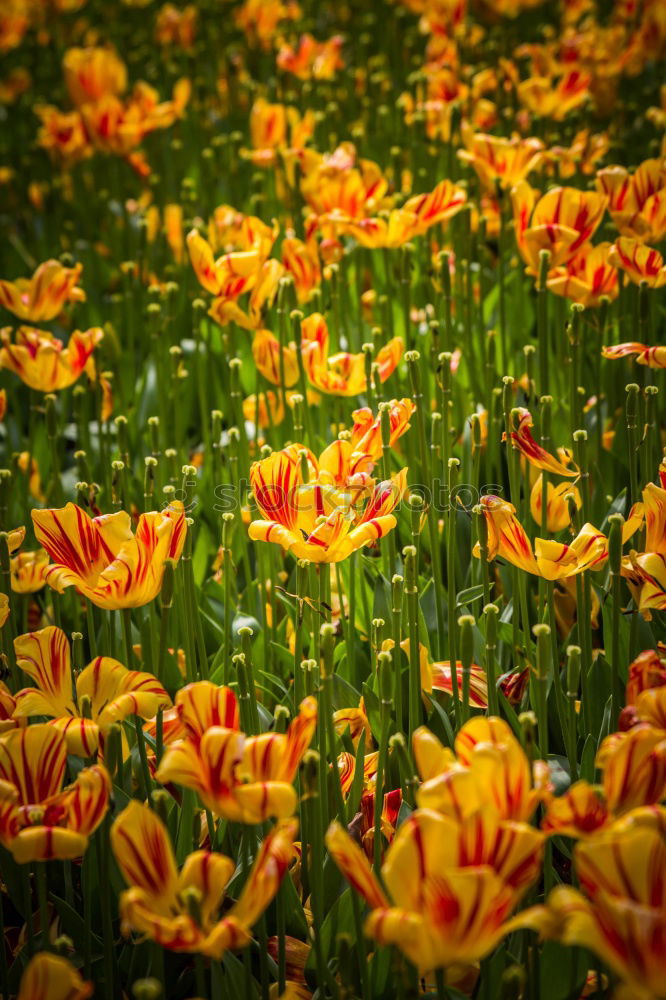 Similar – Image, Stock Photo fire tulip Summer Sun