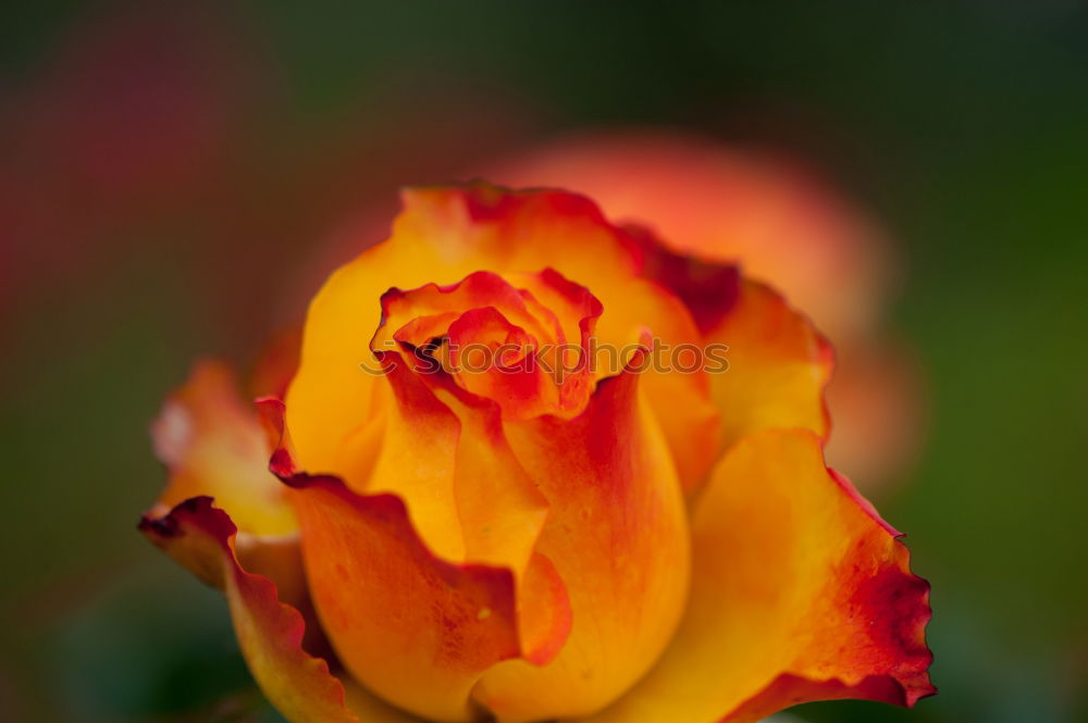 Similar – Image, Stock Photo Luminous poppy flower