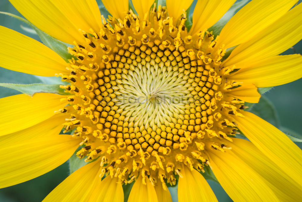 Similar – flower closeup Close-up