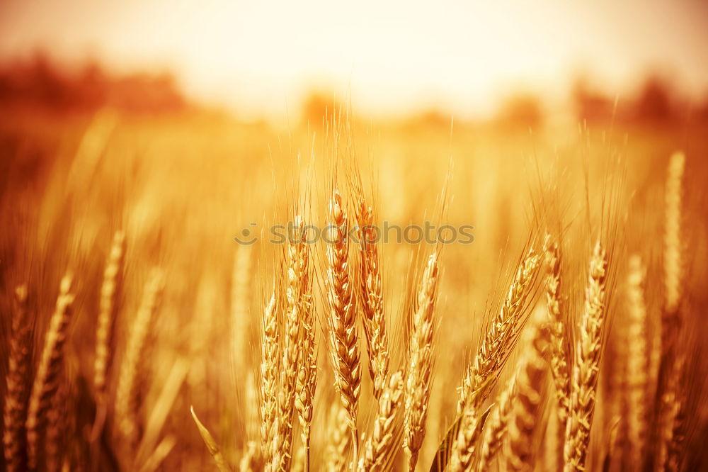 Golden ears of wheat on cereal field