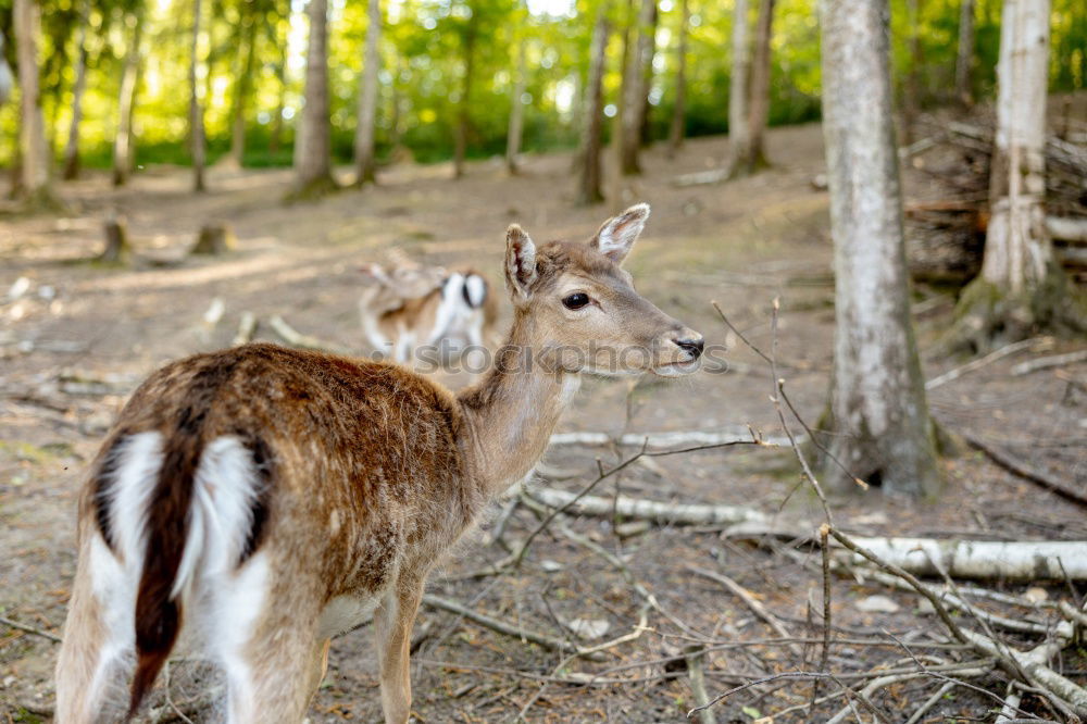 Similar – Image, Stock Photo graces Animal Wild animal