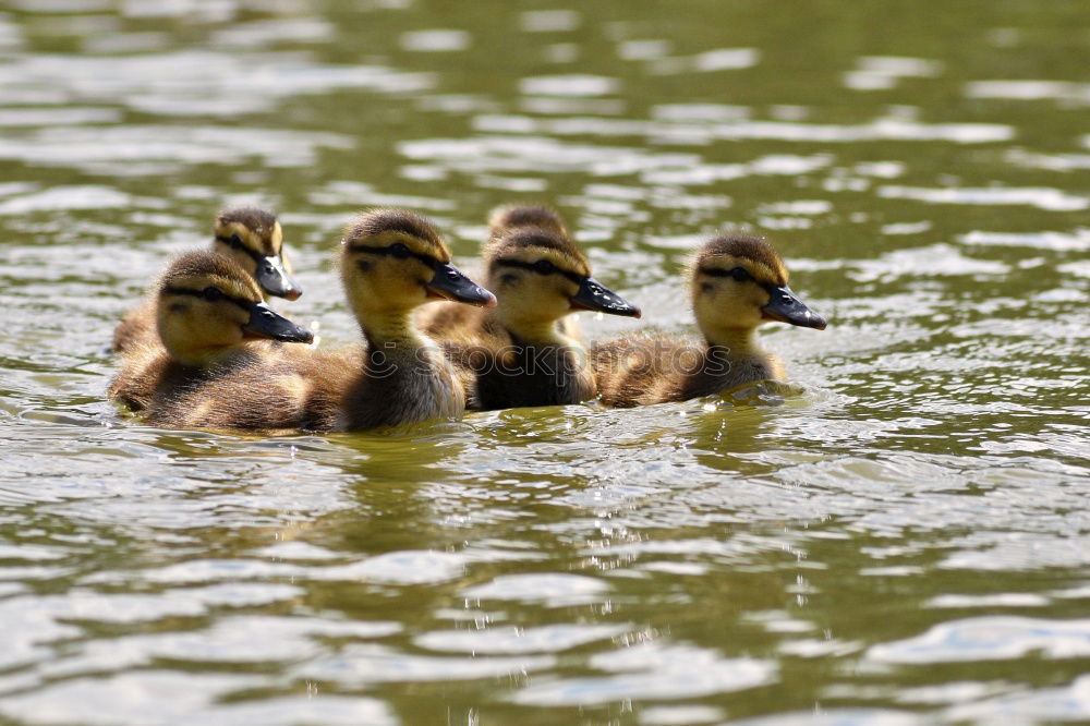 Similar – Image, Stock Photo cute yellow gosling