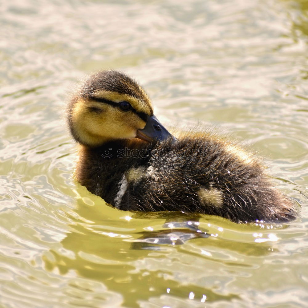 Similar – Image, Stock Photo Fledgling Chick Duck Bird