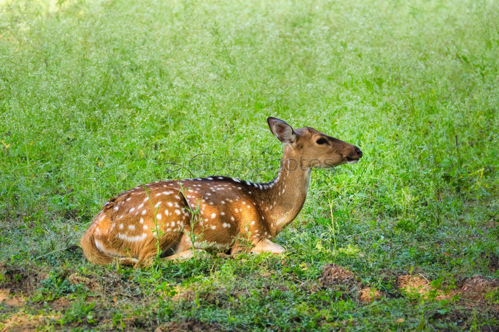 Similar – a red deer in the green meadow