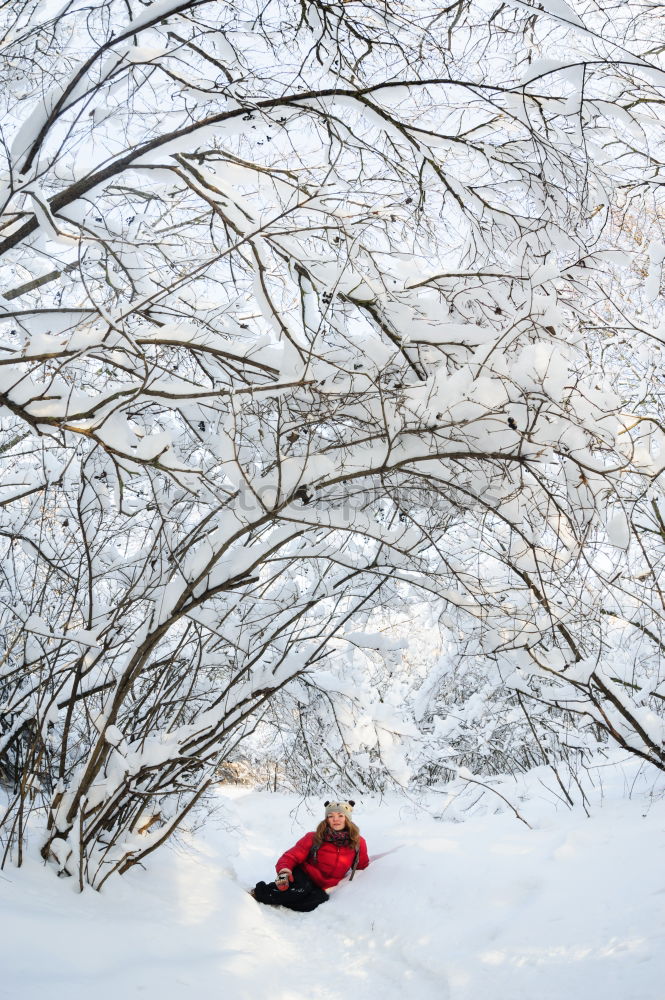 Flamingos im Schnee