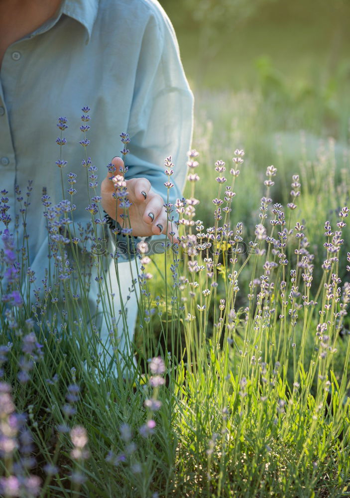 Similar – Image, Stock Photo Picking flowers