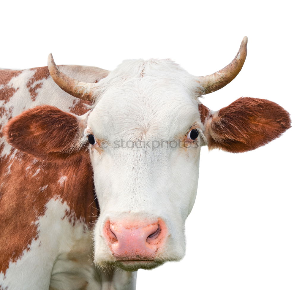 Similar – Image, Stock Photo cow Renewable energy