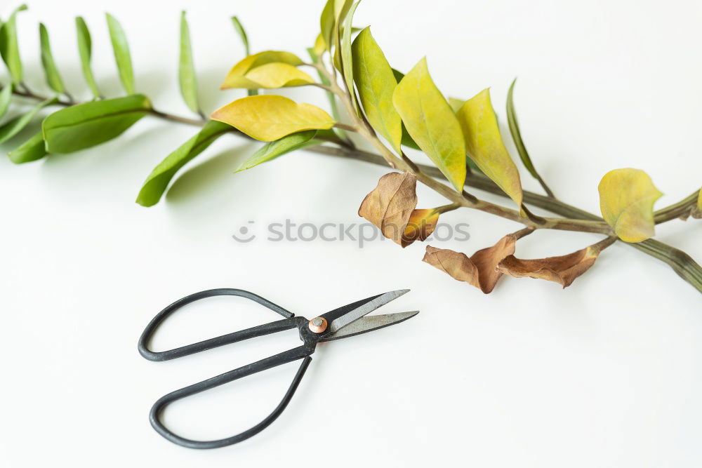 Similar – Image, Stock Photo Old Scissors, Flowers and Floristry Accessories