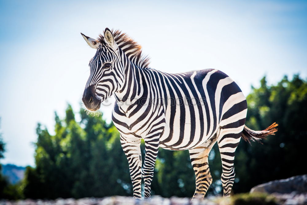 Similar – Image, Stock Photo Zebra in backlight at sunset