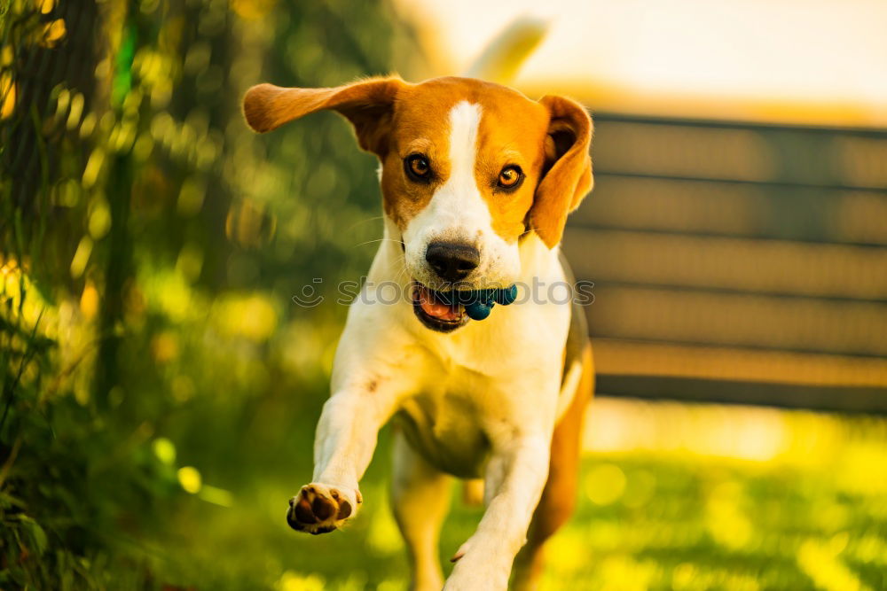 Similar – Owner feed his dog outside. Jack Russel terrier eat food from owner hand