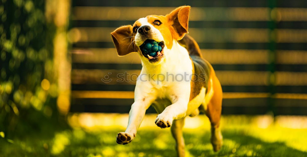 Similar – close up of two dogs playing on a hill. Boxer dogs.