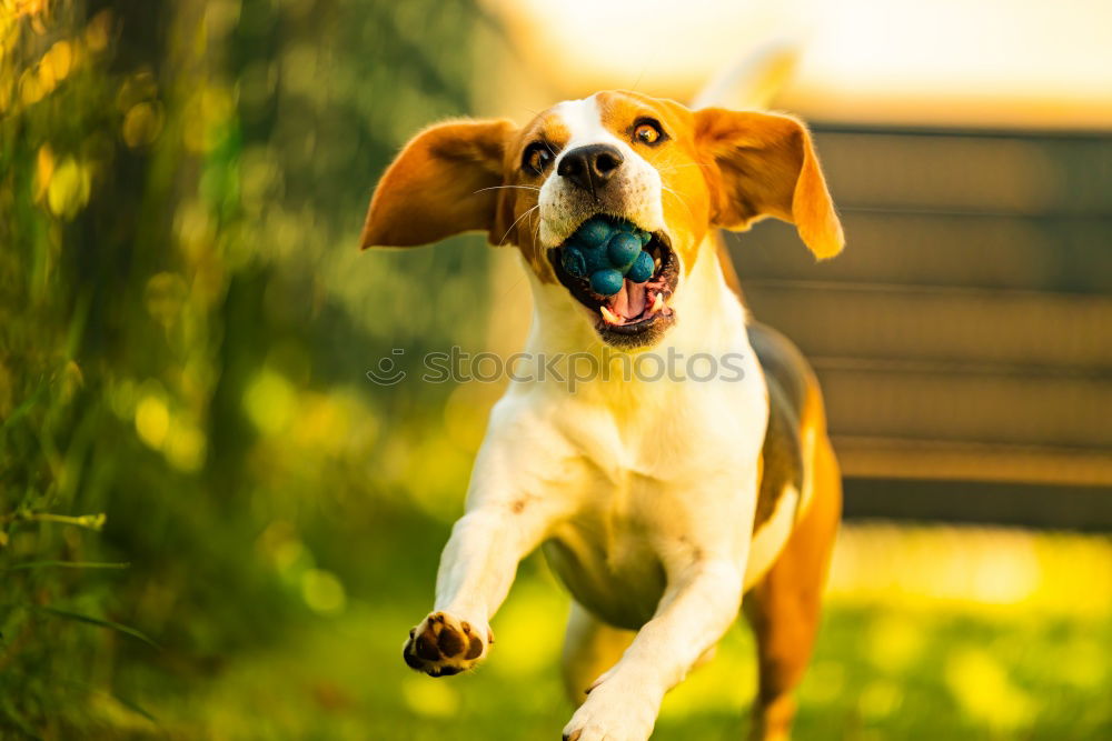 close up of two dogs playing on a hill. Boxer dogs.