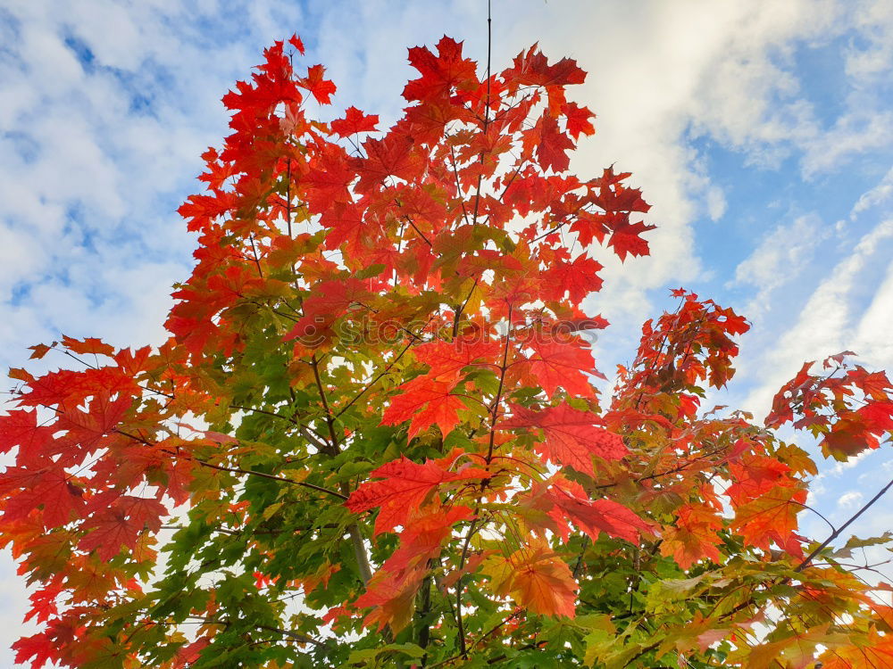 Similar – Foto Bild Herbstlaub / Buntes verlässt den Hintergrund