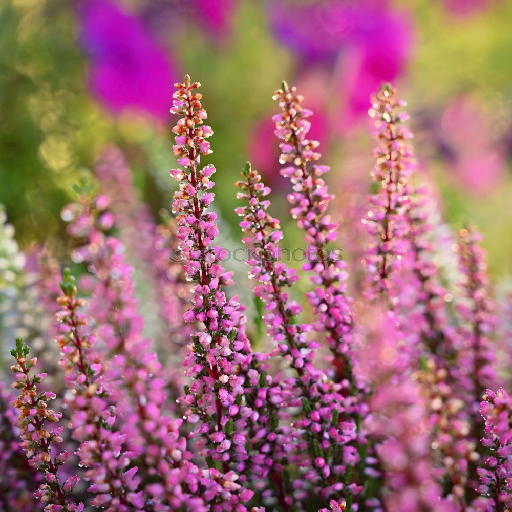 Image, Stock Photo great love for flowers