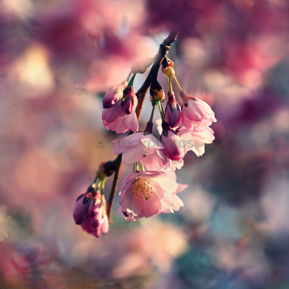 Similar – cherry blossom Environment