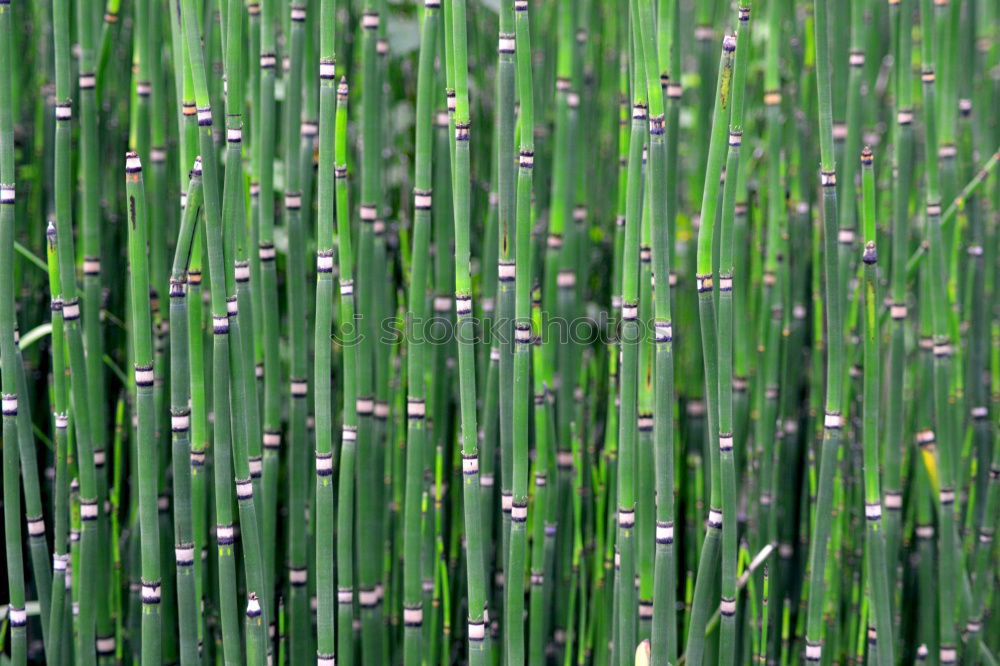 Similar – green leaves of daffodils in raindrops