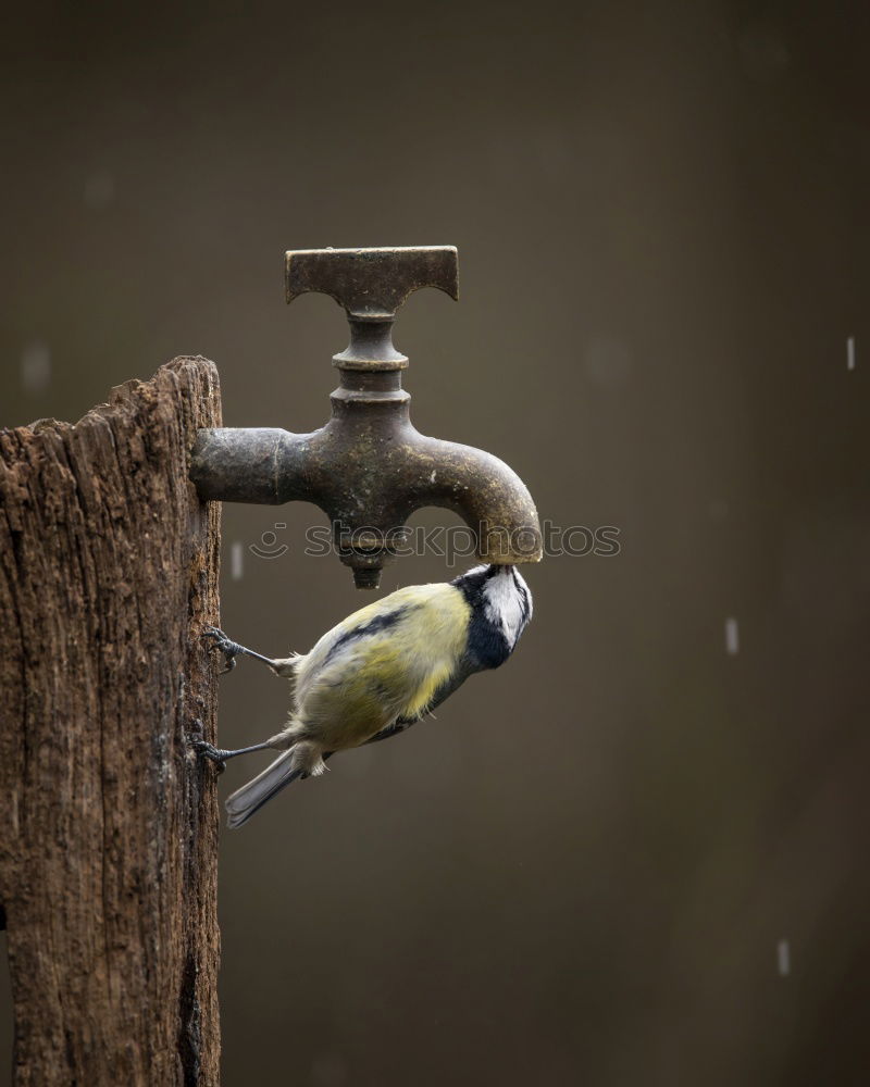 Similar – Image, Stock Photo Freiburg Münster-Spatz (FR 6/10)