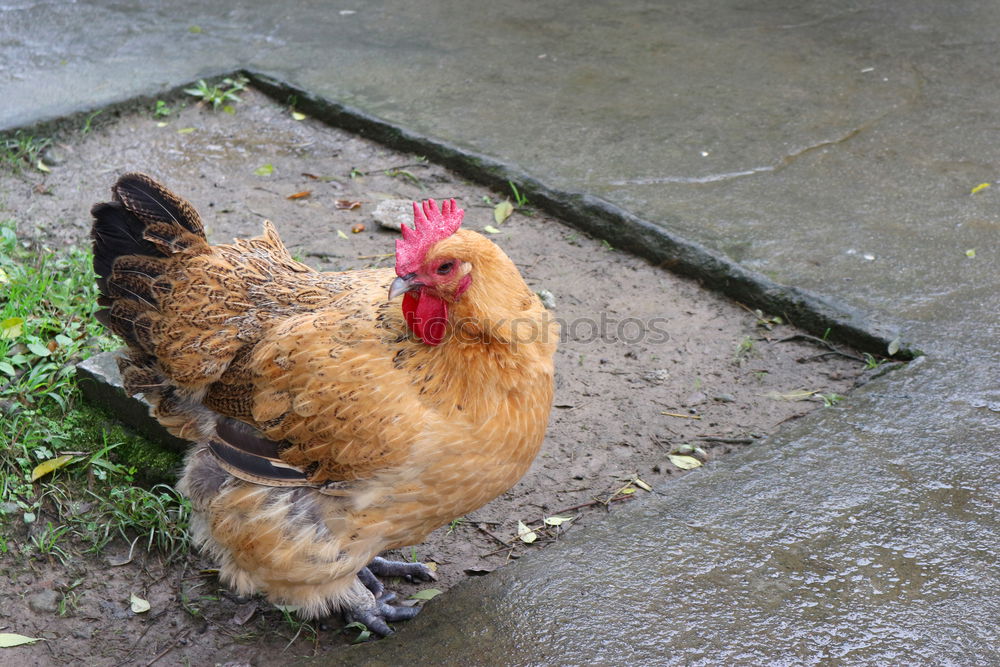 Similar – Image, Stock Photo Last living chicken