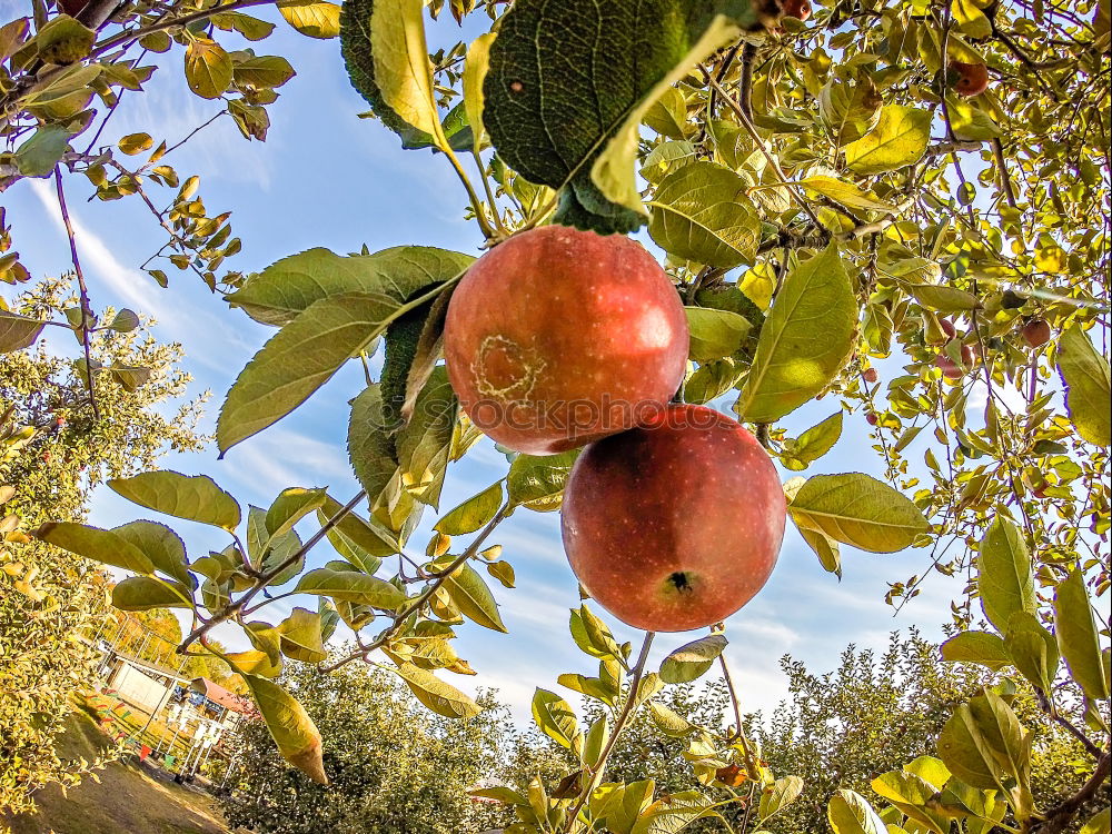 Similar – Image, Stock Photo Fresh red apples hanging from the tree in September