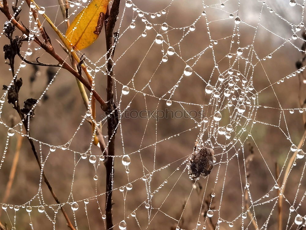 Similar – Image, Stock Photo Grasses in winter with sun