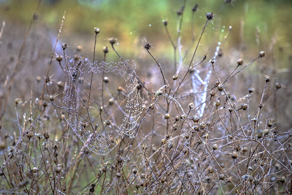 Similar – Image, Stock Photo grass Grass Beautiful