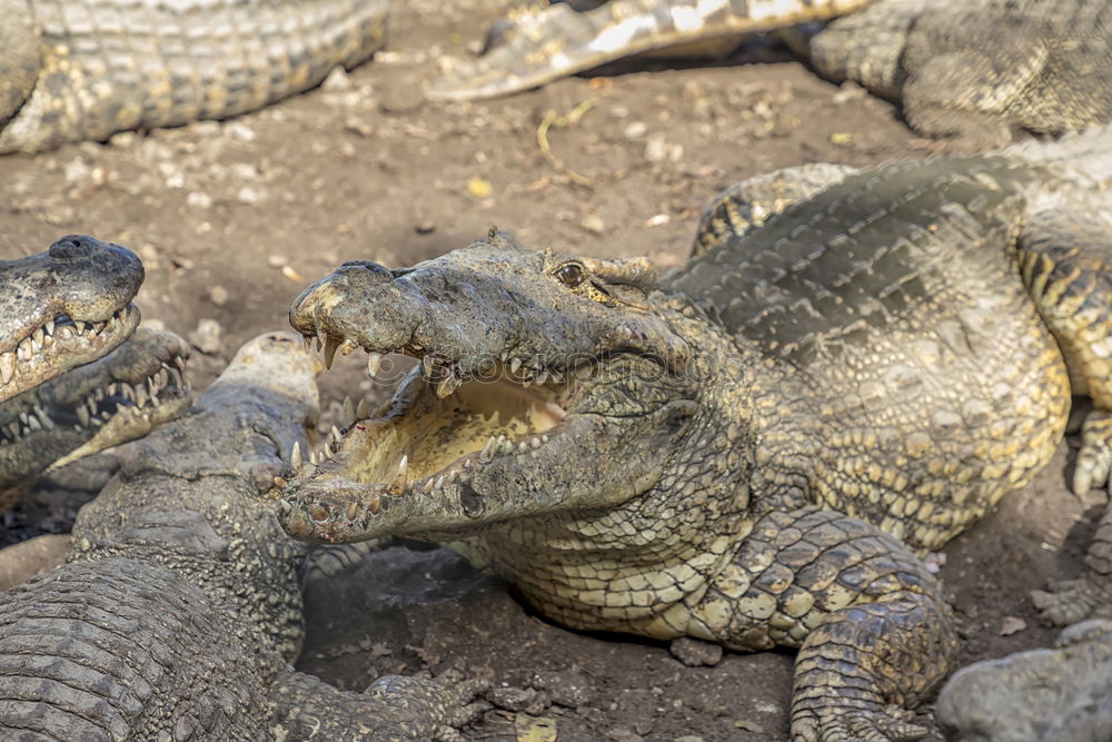 Similar – crocodile salad Crocodile