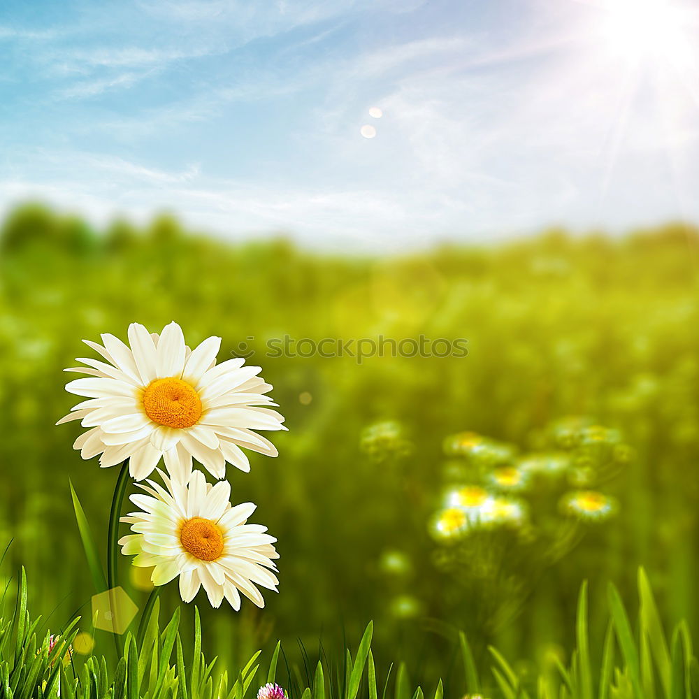 flower meadow