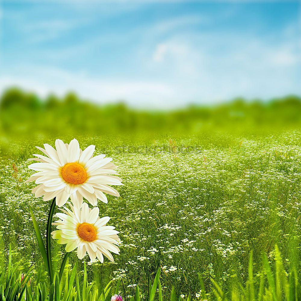 Similar – flower meadow