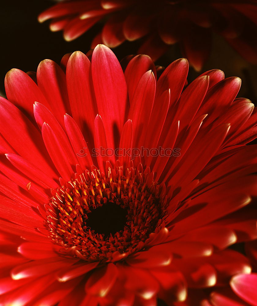 Similar – lady in red … Gerbera