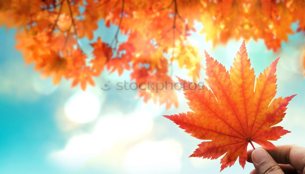 Similar – Image, Stock Photo bright orange Environment