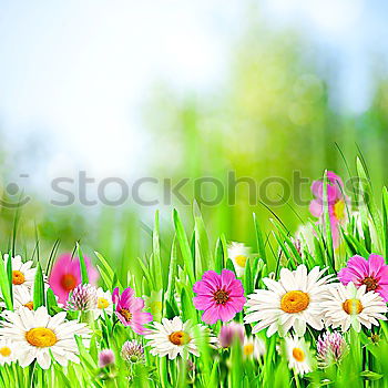 Similar – Spring nature background with wild hyacinths