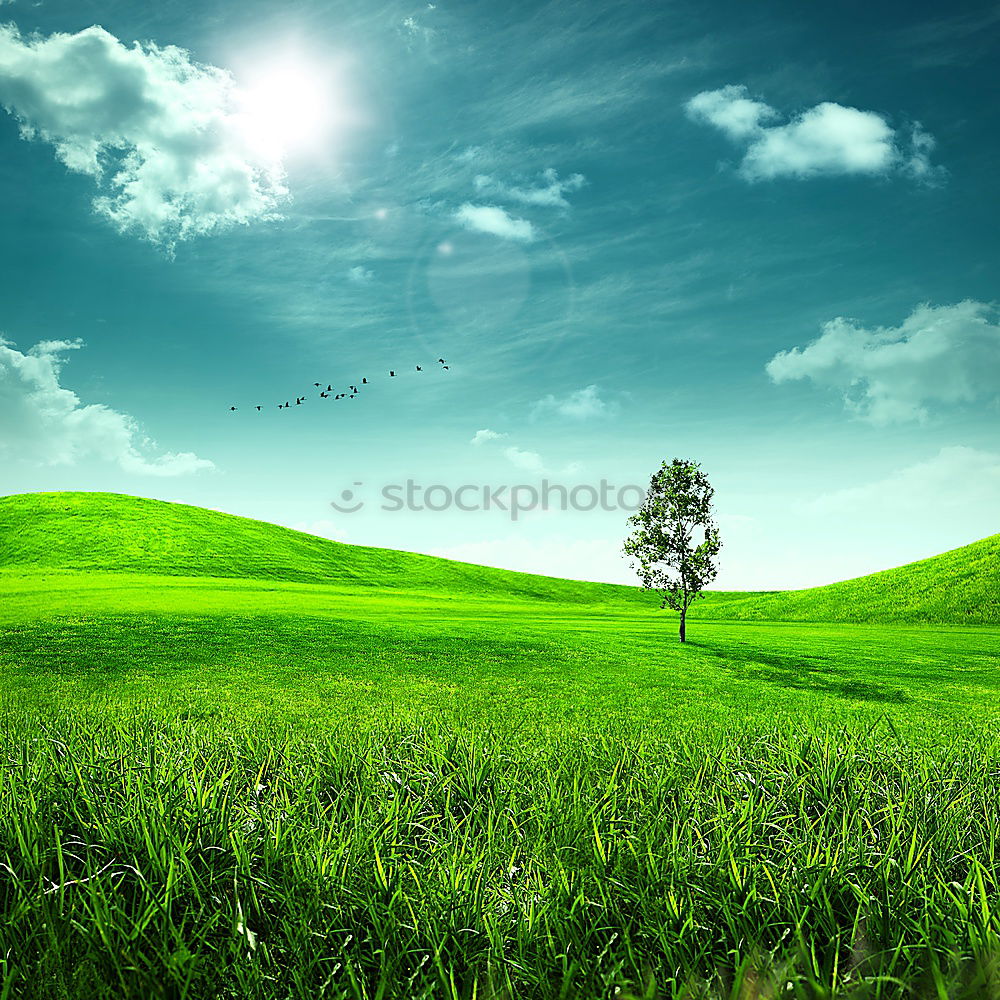 Similar – Image, Stock Photo Family Baum Tree Green