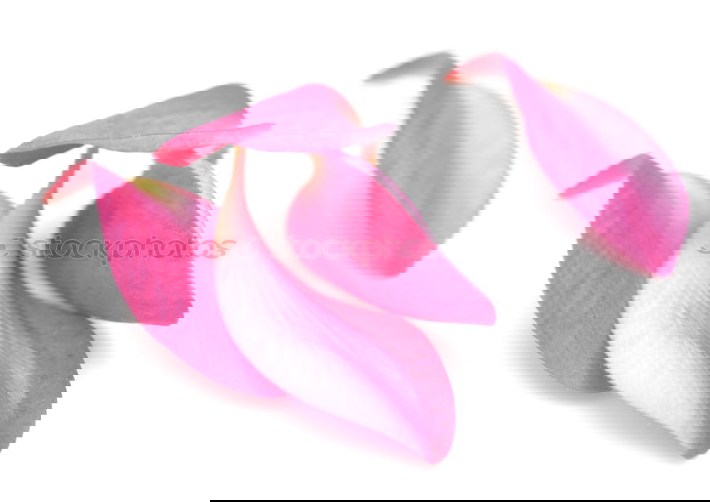Similar – Foto Bild Drei abgeschnittene Ableger einer Pflanze mit rosa-grün gefärbten Blätter liegen auf dem Brett.