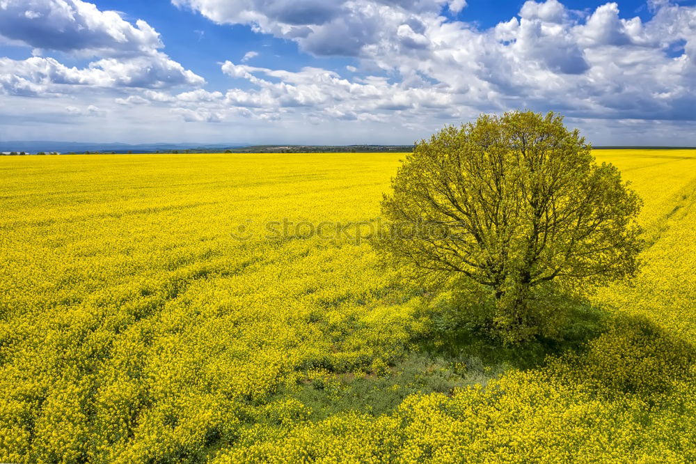 Similar – Gelbe Wiese Hügel gelb