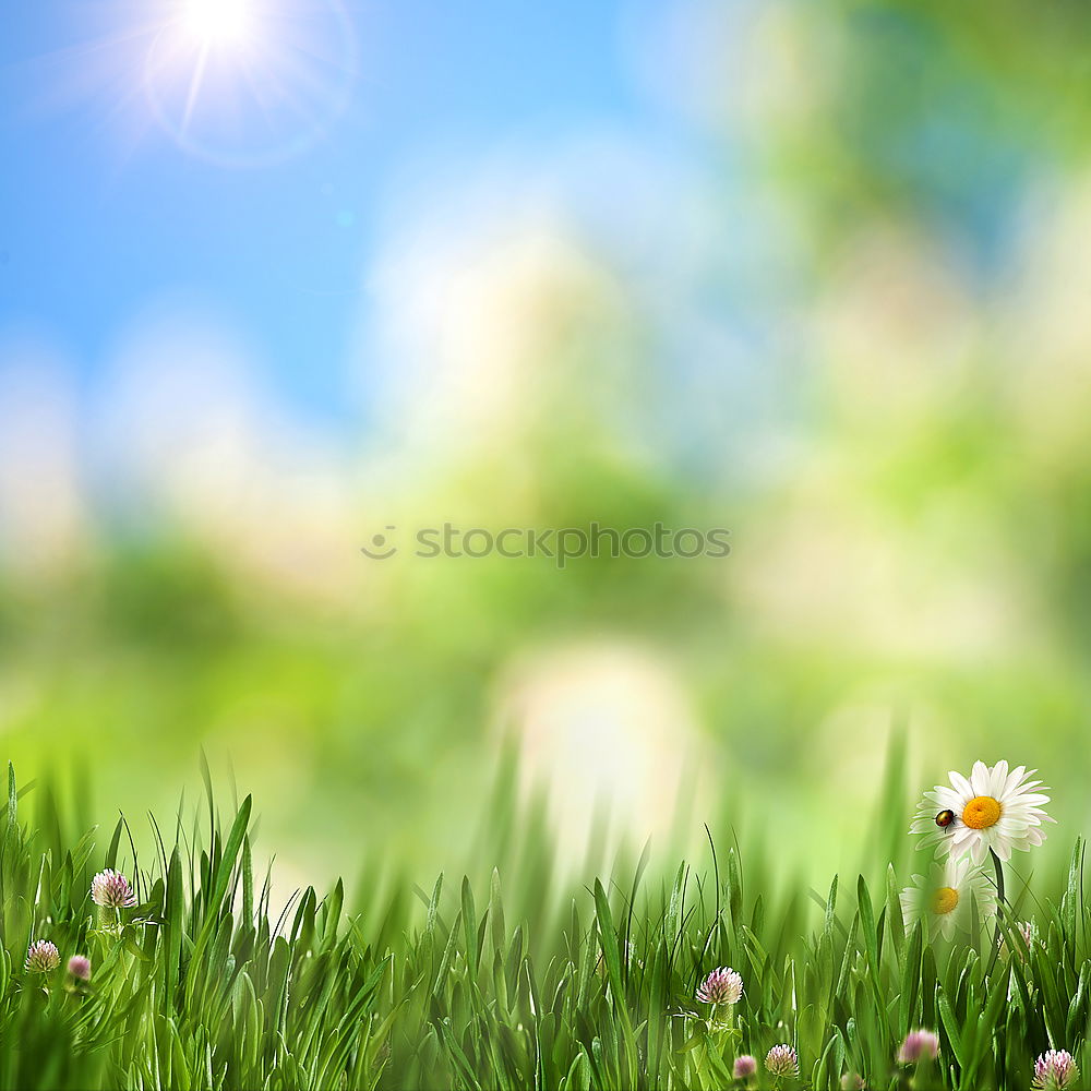 Similar – Image, Stock Photo Taraxacum Blossom Flower